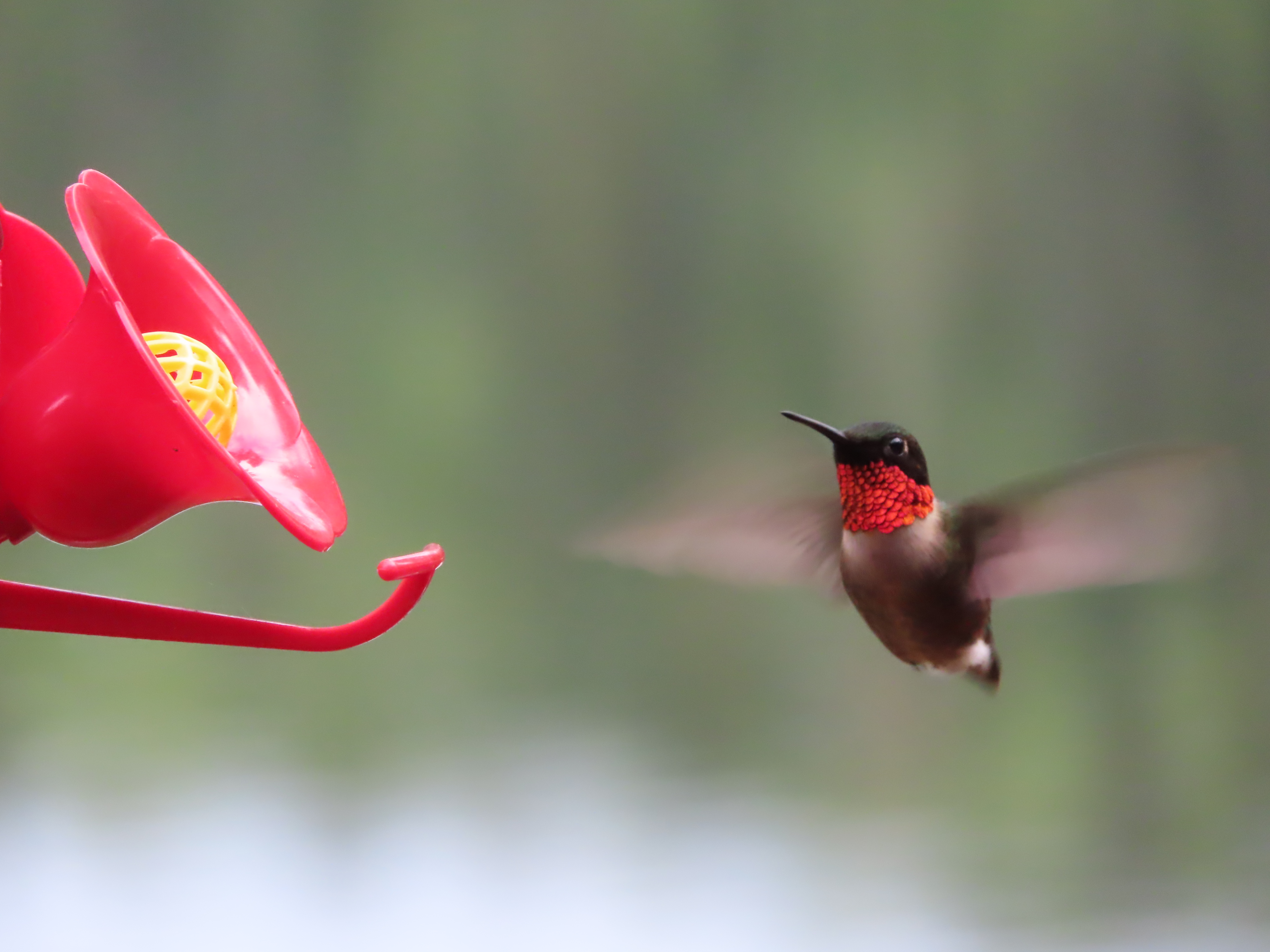 Colibri en vol, ailes déployées, sur fond vert.