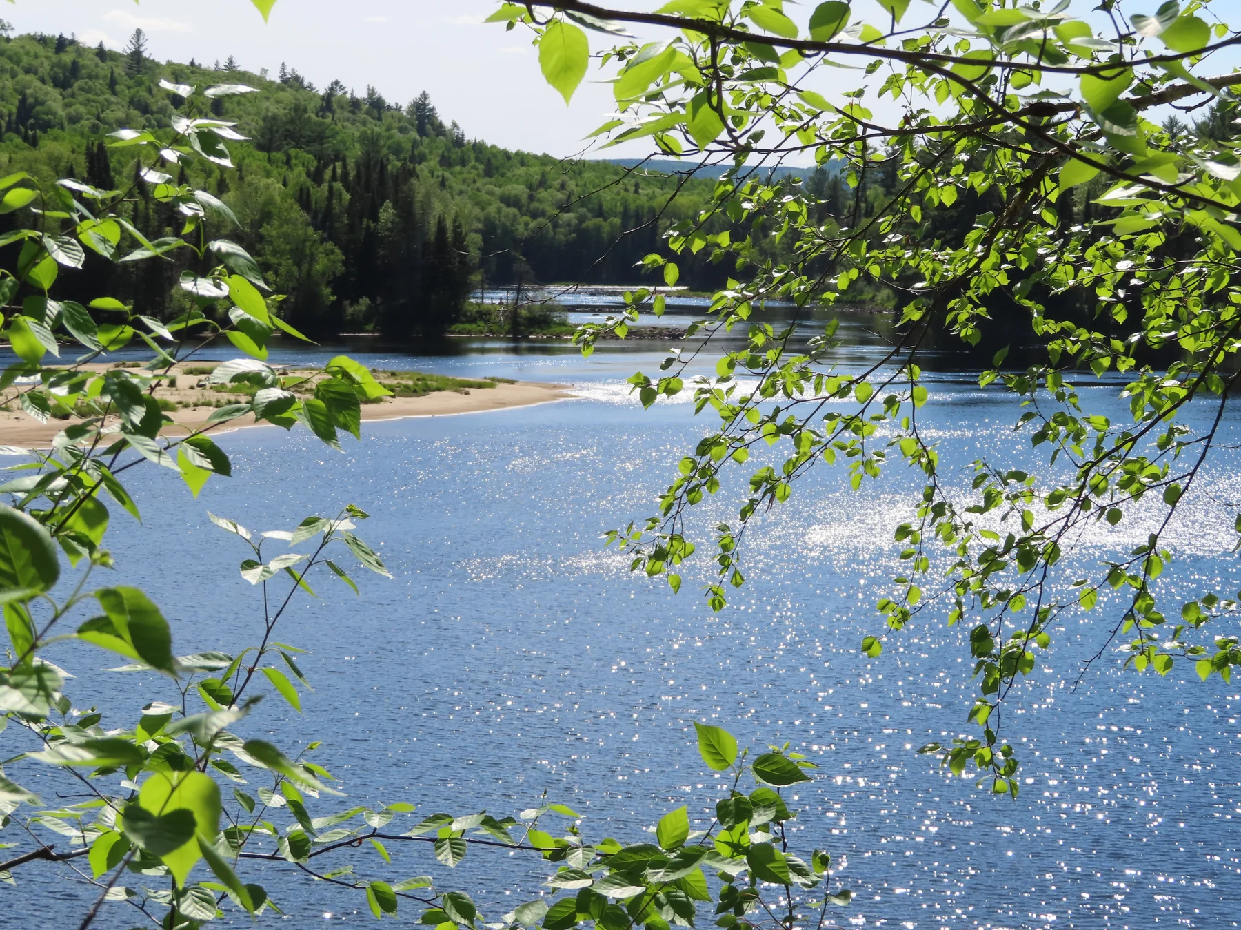 Vue d’une rivière aux bras multiples encadrée par une forêt verdoyante.